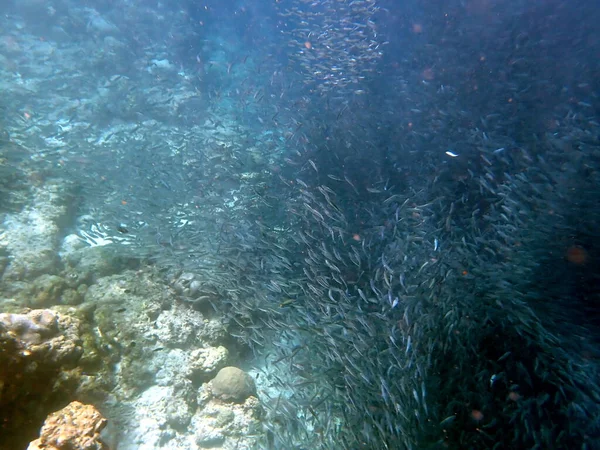 Swarm Sardines Pacific Ocean Moalboal Cebu Island — Stock Photo, Image