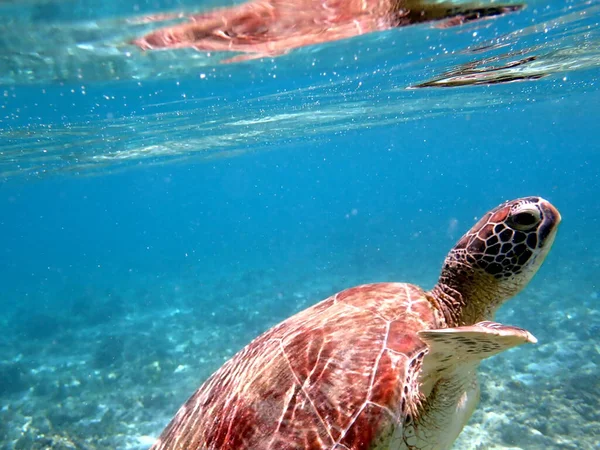 Búvárkodás Egy Tengeri Teknőssel Moalboalnál Cebu Szigeten — Stock Fotó