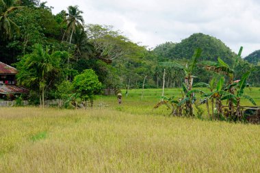 Filipinlerdeki Bohol Adası 'ndaki manzaralı pirinç tarlaları