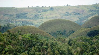 Filipinlerdeki bohol 'un çikolata tepeleri sonbaharda koyu kahverengiye döner. 