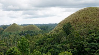 Filipinlerdeki bohol 'un çikolata tepeleri sonbaharda koyu kahverengiye döner. 
