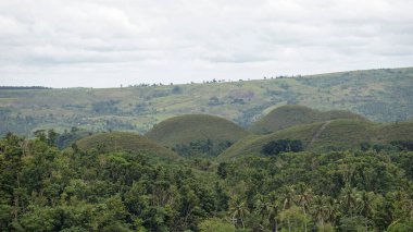 Filipinlerdeki bohol 'un çikolata tepeleri sonbaharda koyu kahverengiye döner. 