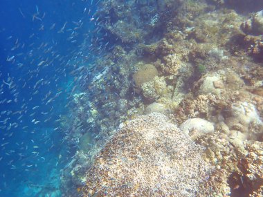 Cebu adasındaki renkli sualtı manzarası