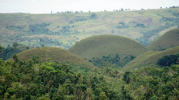 stock image the chocolate hills of bohol on the philippines change their color to dark brown in autumn 