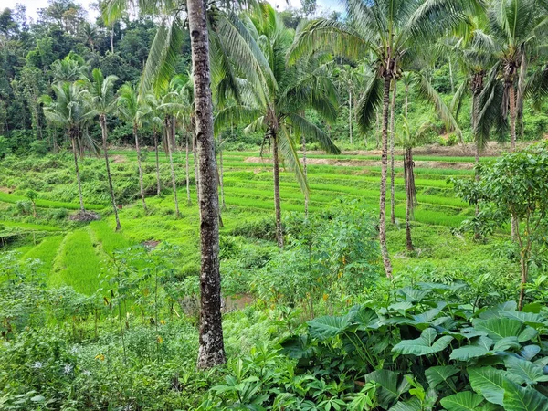 菲律宾布尔岛上的风景秀丽的稻田 — 图库照片