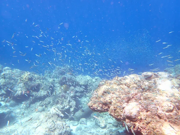 Kolorowy Podwodny Krajobraz Filipińskiej Wyspie Cebu — Zdjęcie stockowe