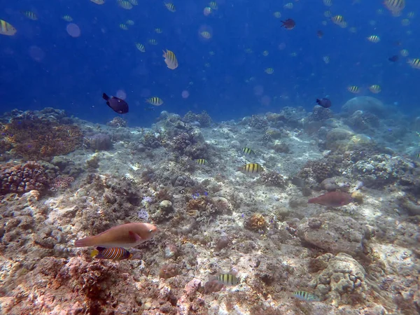 Барвистий Підводний Пейзаж Філіппінському Острові Cebu — стокове фото