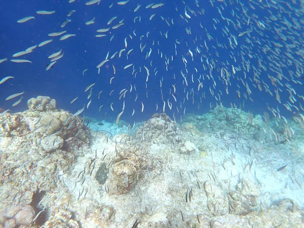 Farbenfrohe Unterwasserlandschaft Auf Der Philippinischen Insel Cebu — Stockfoto
