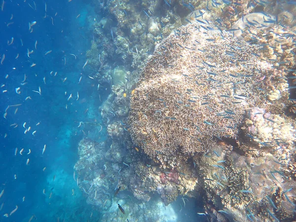 Paisagem Subaquática Colorida Ilha Filipina Cebu — Fotografia de Stock