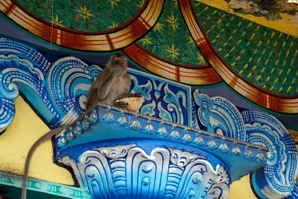Dzikie Małpy Żyją Świątyni Jaskini Batu Kuala Lumpur — Zdjęcie stockowe