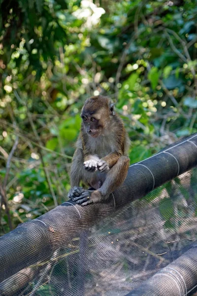 Macaque Monkeys Ion Cebu Island Philippines — Stock Photo, Image