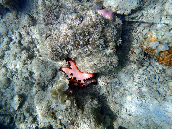 Undervattensvärlden Moalboal Cebu Färgglada Sjöstjärnor — Stockfoto