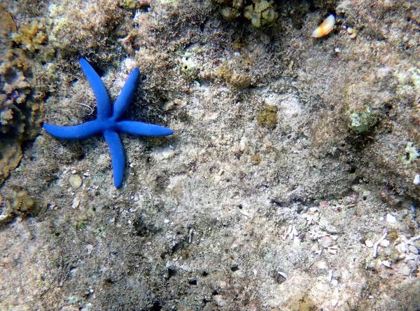 Подводный Мир Moalboal Острове Cebu Красочные Морские Звезды — стоковое фото