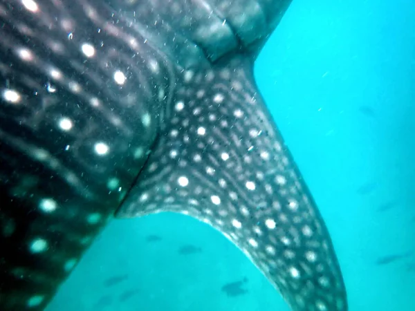 Der Nähe Des Walhais Offenen Ozean Auf Der Insel Cebu — Stockfoto