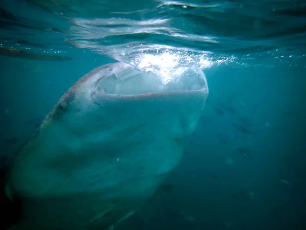 Közel Bálnavadászathoz Nyílt Óceánon Cebu Szigeten — Stock Fotó