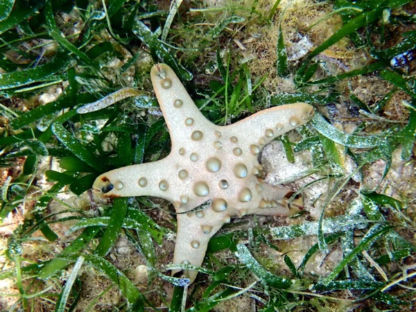 宿务岛上的水底世界 五彩斑斓的海星 — 图库照片