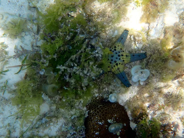Mundo Subaquático Moalboal Ilha Cebu Estrela Mar Colorido — Fotografia de Stock