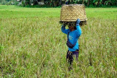bohol, philippines, takriben Şubat 2023 - yerel halk pirinç hasadı