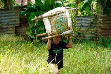 bohol, philippines, takriben Şubat 2023 - yerel halk pirinç hasadı