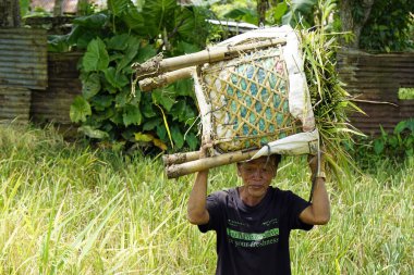 bohol, philippines, takriben Şubat 2023 - yerel halk pirinç hasadı