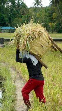 bohol, philippines, takriben Şubat 2023 - yerel halk pirinç hasadı