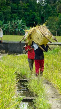 bohol, philippines, takriben Şubat 2023 - yerel halk pirinç hasadı