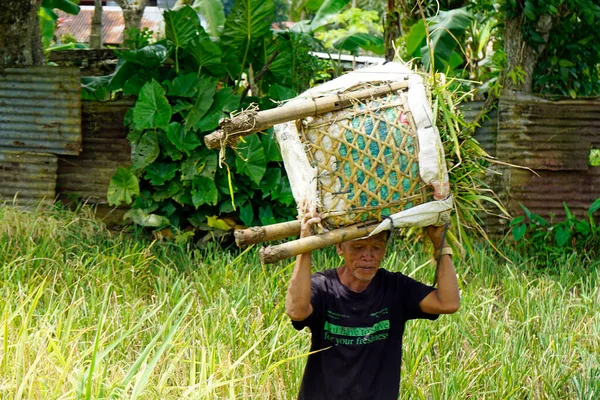 bohol, philippines, takriben Şubat 2023 - yerel halk pirinç hasadı