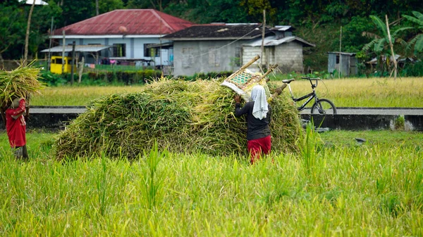 Bohol Filipiny Około Lutego 2023 Miejscowi Zbierają Ryż — Zdjęcie stockowe