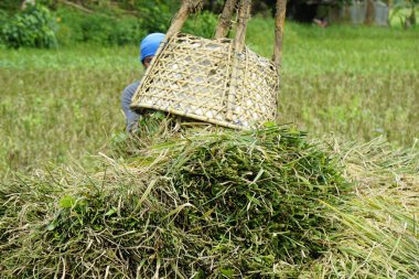 bohol, philippines, takriben Şubat 2023 - yerel halk pirinç hasadı