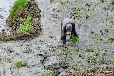 bohol, philippines, takriben Şubat 2023 - yerel bir çiftçinin hazırladığı pirinç tarlası