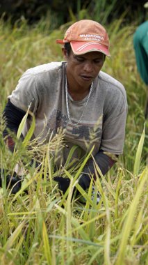 bohol, philippines, takriben Şubat 2023 - yerel halk pirinç hasadı