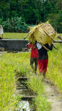 bohol, philippines, takriben Şubat 2023 - yerel halk pirinç hasadı