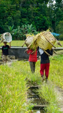 bohol, philippines, takriben Şubat 2023 - yerel halk pirinç hasadı