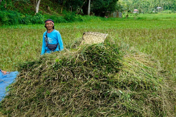 Bohol Filippijnen Circa Februari 2023 Lokale Bevolking Oogst Rijst — Stockfoto