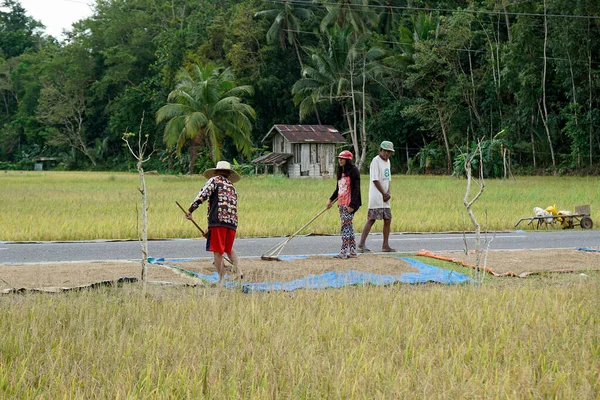 Stock image bohol, philippines, circa february 2023 - local people harvest rice