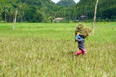 bohol, philippines, takriben Şubat 2023 - yerel halk pirinç hasadı