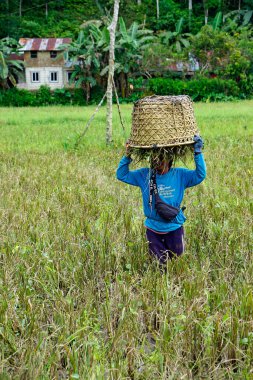 bohol, philippines, takriben Şubat 2023 - yerel halk pirinç hasadı