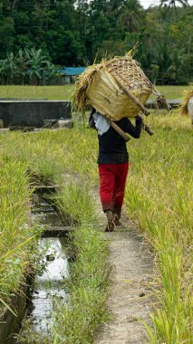 bohol, philippines, takriben Şubat 2023 - yerel halk pirinç hasadı