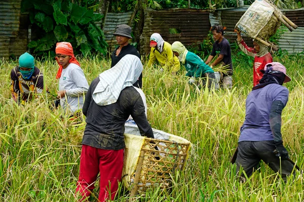 stock image bohol, philippines, circa february 2023 - local people harvest rice