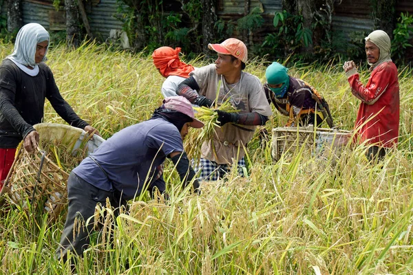 Bohol Philippines Takriben Şubat 2023 Yerel Halk Pirinç Hasadı — Stok fotoğraf