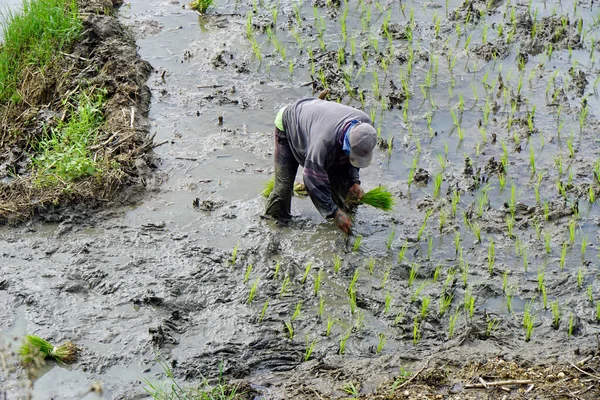Bohol Filipíny Cca Únor 2023 Místní Lidé Sklízejí Rýži — Stock fotografie
