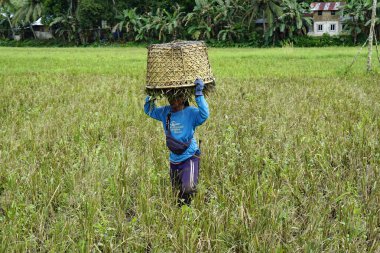 bohol, philippines, takriben Şubat 2023 - yerel halk pirinç hasadı
