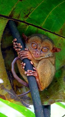 Filipinler 'deki Bohol Adası' ndaki ağaçta Tarsier Maymun Portresi (Tarsius Syrichta)