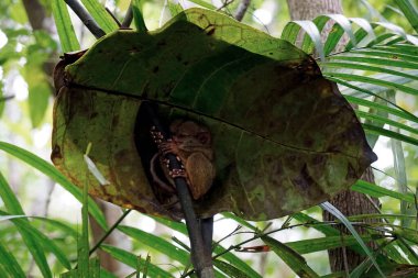 Filipinler 'deki Bohol Adası' ndaki ağaçta Tarsier Maymun Portresi (Tarsius Syrichta)