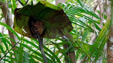 Filipinler 'deki Bohol Adası' ndaki ağaçta Tarsier Maymun Portresi (Tarsius Syrichta)