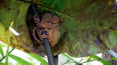 Filipinler 'deki Bohol Adası' ndaki ağaçta Tarsier Maymun Portresi (Tarsius Syrichta)