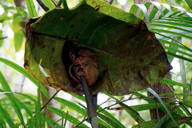 Filipinler 'deki Bohol Adası' ndaki ağaçta Tarsier Maymun Portresi (Tarsius Syrichta)