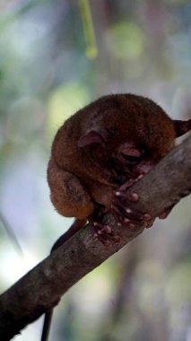 Filipinler 'deki Bohol Adası' ndaki ağaçta Tarsier Maymun Portresi (Tarsius Syrichta)