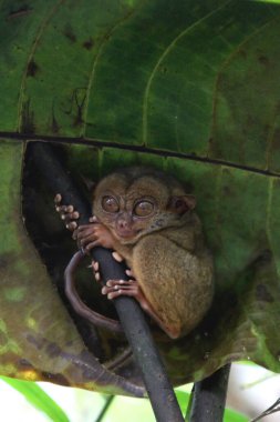 Filipinler 'deki Bohol Adası' ndaki ağaçta Tarsier Maymun Portresi (Tarsius Syrichta)