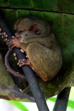 Filipinler 'deki Bohol Adası' ndaki ağaçta Tarsier Maymun Portresi (Tarsius Syrichta)